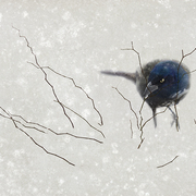 Winter_grackle_card