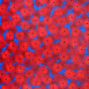 Rote_blumen_mit_firniss_neu_card