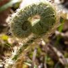 Koru_thumb