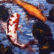 Koi_carp_with_water-lilies_card