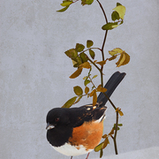 Rufous-sided_towhee_card