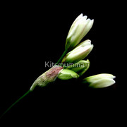 334138-7-elegance_watermark_card