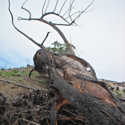 Tree_card