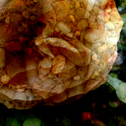 Stonerose6a_card