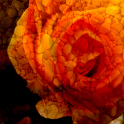 Stonerose5a_card