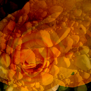 Stonerose2a_card