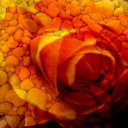 Stonerose3a_card