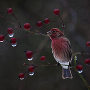 House_finch_card