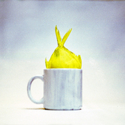 Palometa_amarilla_card
