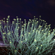 Nachtblumen_dill_01_card