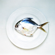 Palometa_plateada_card