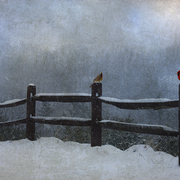 Winter_pair_card