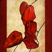 December_dogwood_card