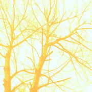 ______1199_card