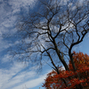 Fall_thumb