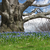 Spring_thumb