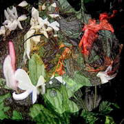 Mg6_card