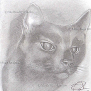 A_feline_s_focus_watermark_card