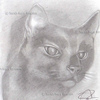 A_feline_s_focus_watermark_thumb