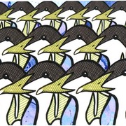 Eider_card