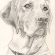 Dogw_card