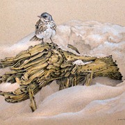 Fieldfare_card