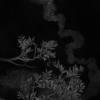 Branches_of_mastic_thumb