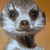Surikata_thumb