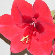 Amaryllis1_card