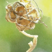 Fruchtstand_card