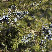 Juniper_berries-2_copy_card