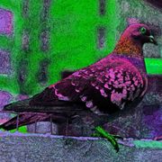 Pigeon_3_card