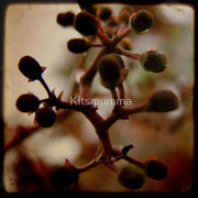 996556-1-autumnal_watermark_card