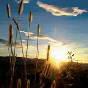 Twilight_barley_card