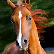 Arabian_card