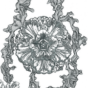 Flower_3s_card