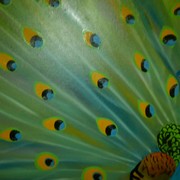 Peacock_painting_card