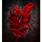 Feuille-desire_card