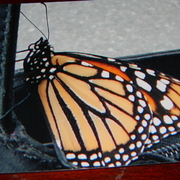Kathysbutterflyfuneral_card
