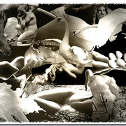 Zeus___leda_card