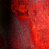 Rustty-500x500_thumb
