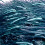 Blue-fish-field-600_card