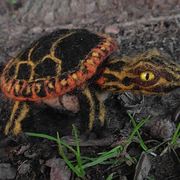 Turtle_rightside_with_face_card