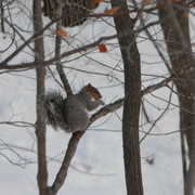 Beaverbrooksquirrel1_card
