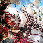 Mg12_card