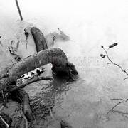 Icy-roots-_part-2__card