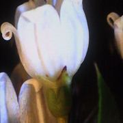 Tiny_flower_card