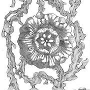Flower_4_r_card