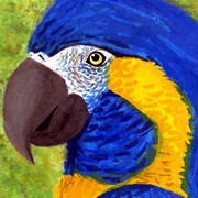Parrot_card