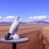 Whereeagles_l_thumb